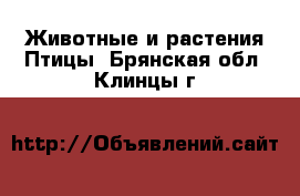 Животные и растения Птицы. Брянская обл.,Клинцы г.